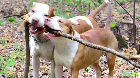 Cute dogs playing in the garden