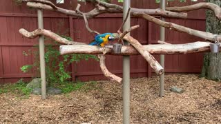 Blue and Gold Macaw