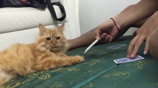 play cards with smart cat