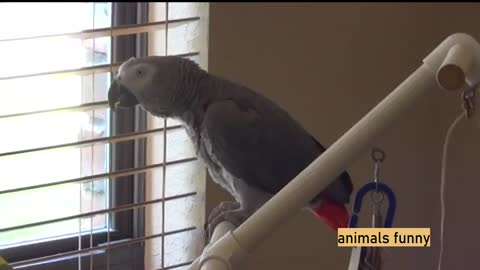 The SMARTEST PARROT in the WORLD 🦜💬 ( the African Gray)