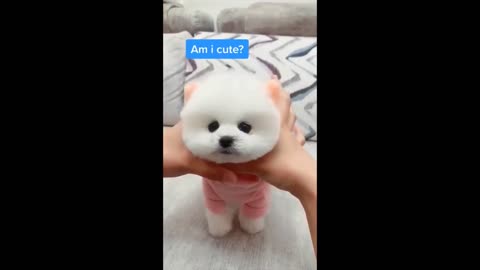 Cute and funny animal compilation videos