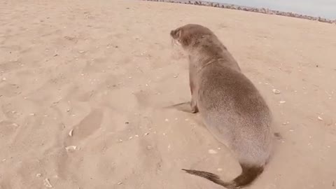 Another Incredible Seal Rescue!