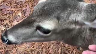 Friendly deer on my hike