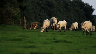 White Herd Of Cows Wants Fresh Grass In Morning