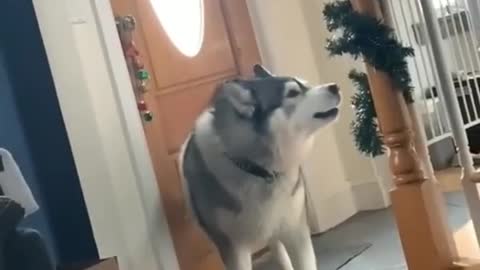 Husky wants out for a walk