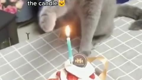 Lovely & Funny cat playing with burning candle.