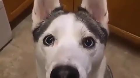 Husky dog ​​playing with his owner and imitating what he says in a funny way