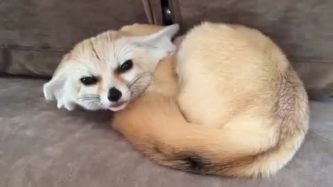 Fox pet Cutest thing EVER