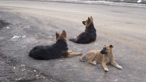 Dogs Blocking The Street