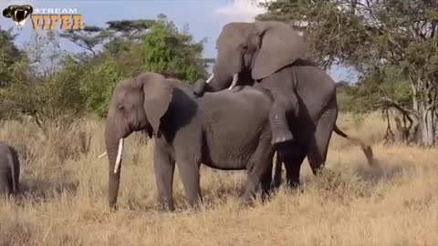 Elephant Mating Zebra Mating Horse Mating Animals Breeding Compilation