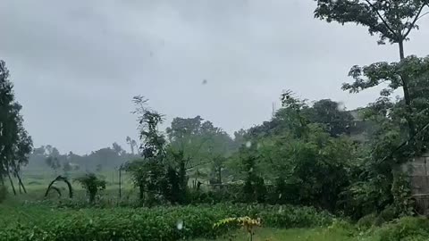 New Video Status Of Rainy Season || New Tiktok video of Rainy🌧️🌧️ Weather.