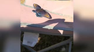 Butterfly In Slow Motion