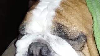 Bulldog snoring!