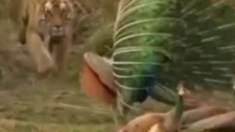Lion attack on peafowl