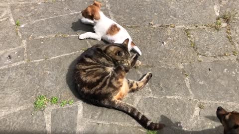 Cat Ovenmitt is still gives lessons on manners towards cats to puppy