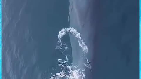 The second largest whale of the ocean, reaching an adult of 25 meters weight of about 110 tons.🐳