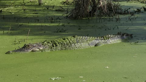 American Alligator basking in the sun with it's mouth wide open