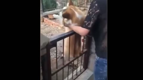 Chicken_VS_Dog_Fight | Funny_Dog_Fight_Videos