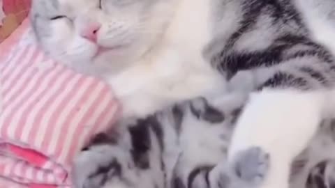 Funny And Cute Cat Video - Let Me Go Out To Play