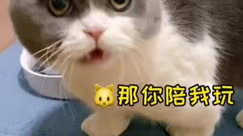 Cutest funny animal videos Cat funny videos_HD