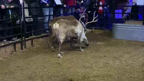 Santa's Reindeer Get Their Antlers Locked while playing