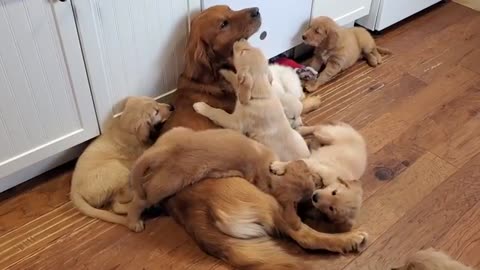 Golden Retriever Dad Tells Daughter Playtime