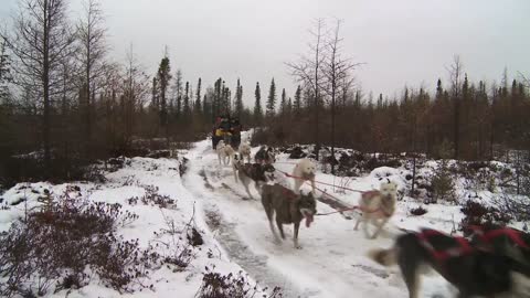 Churchill Manitoba - The Polar Bear Capital of the World!