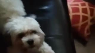 Excited puppy has extreme case of the zoomies