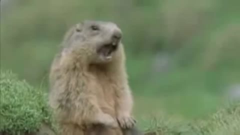 funny beaver