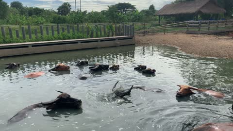 Water Buffalo in Asia submerging themselves in water on a farm - Splashing and keeping cool!