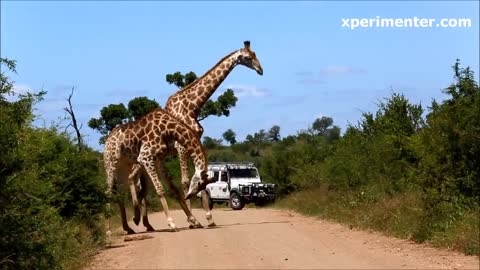 Giraffe Dance Video