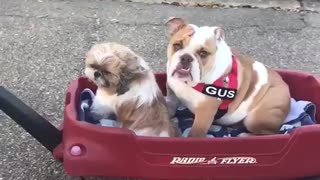 Pitbull and brown dog get pulled in little red wagon