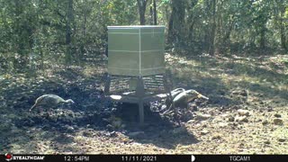 Our Brood Finds the Food - Happy Thanksgiving!