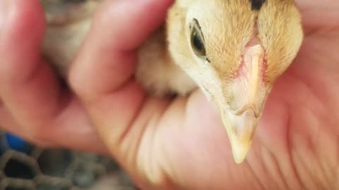 Polite chicken/ small house#2021