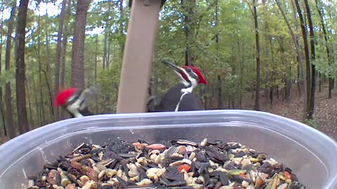 Two pileated woodpeckers