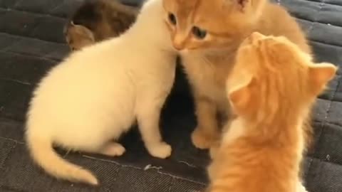 Kittens who are smaller than her misunderstood her as mommy