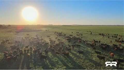 Sacred Cows and the Dangers of Eating Bugs