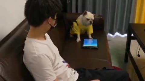 dog playing Ipad gets mad