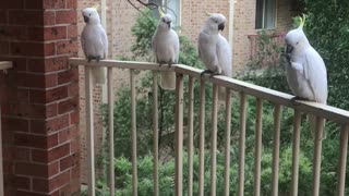 Feather Fiesta As Cockatoos Take Over Balcony