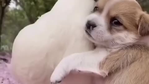 funny dog video|| .