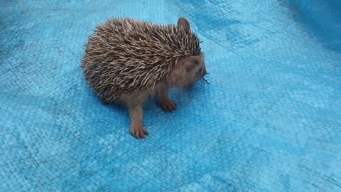 Cute Hedgehog Eating a Bug