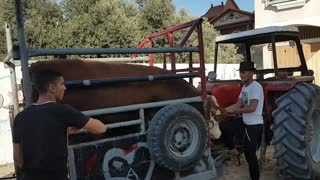 unloading cows after hard effort