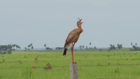 THE POWERFUL CORNER OF SIRIEMA