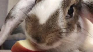 ASMR Mini lop bunny eating apple