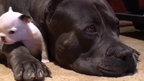 What This Massive Dog Does To A Tiny Pup Is Something People Need To See