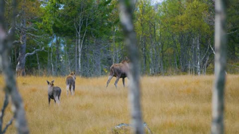 Female moose mother with two young elk calfs walks in forest