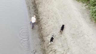 Two dogs are happy in the river side