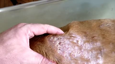 Maggot Removal From Dog Body