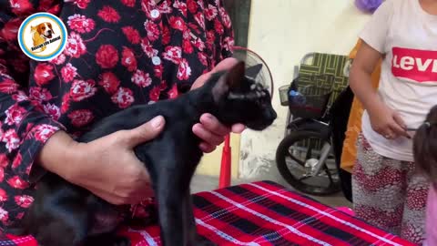 Adorable Animal Rescue Black Cat By Ticks Remove #109​