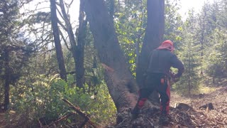Cutting Madrone